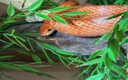 Corn Snake reptiles for sale: Corn snake  - Image 1