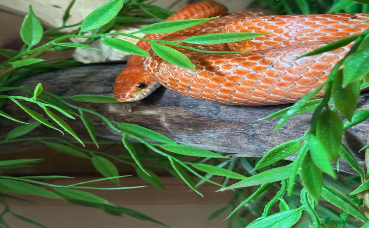 Corn Snake reptiles - Advert 2