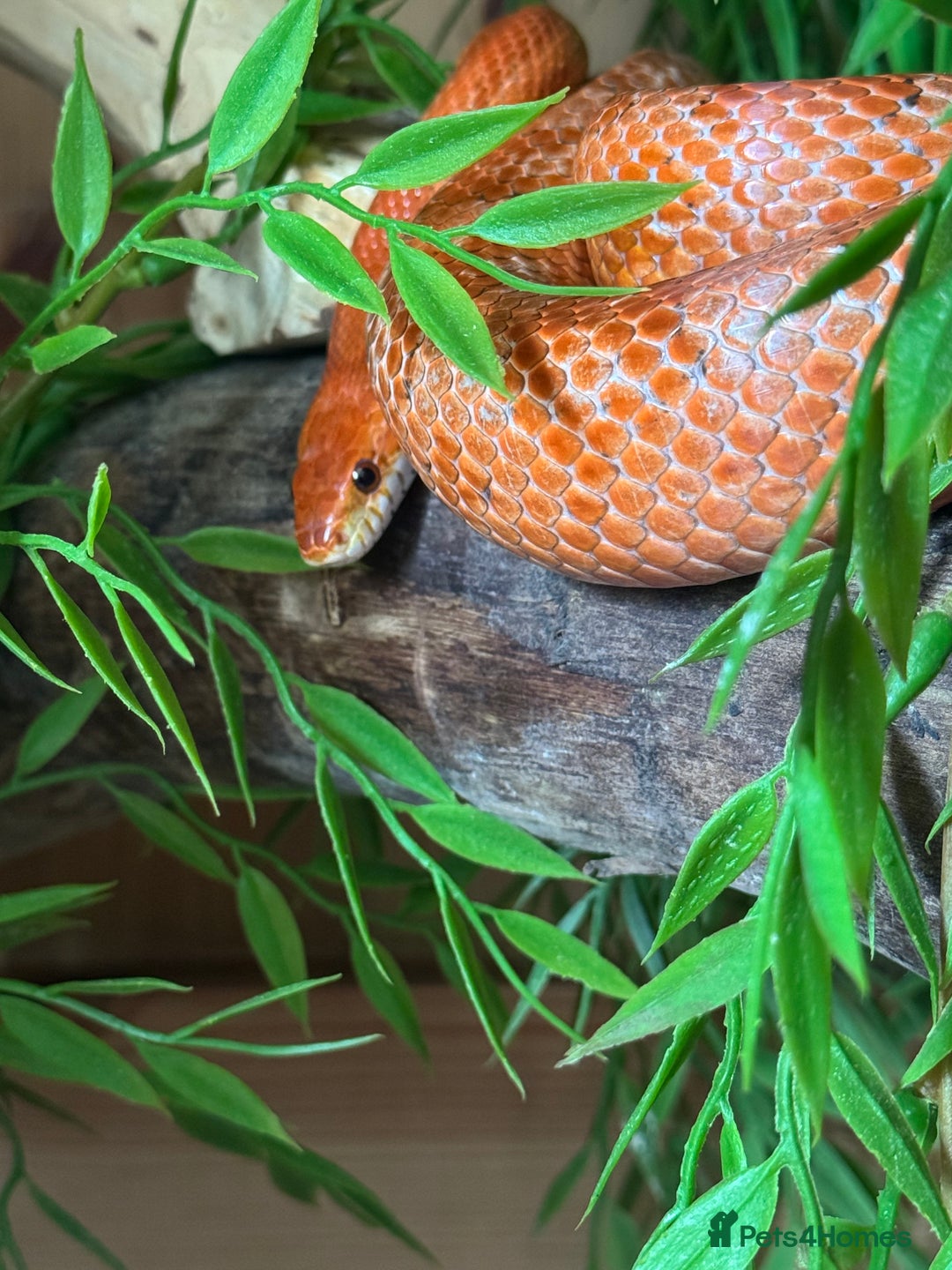 Corn Snake reptiles for sale: Corn snake  - Image 1