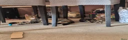 Domestic Shorthair cats for sale: Last two gorgeous tortie/tabby female kittens.  - Advert 3