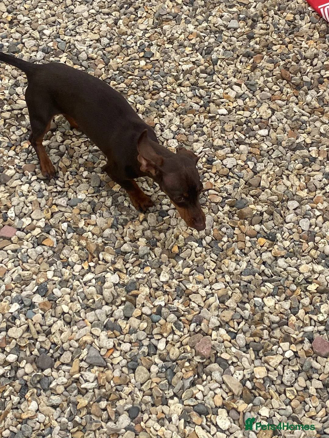 Dachshund dogs for sale: Dachshund pup 6 months old  - Advert 5