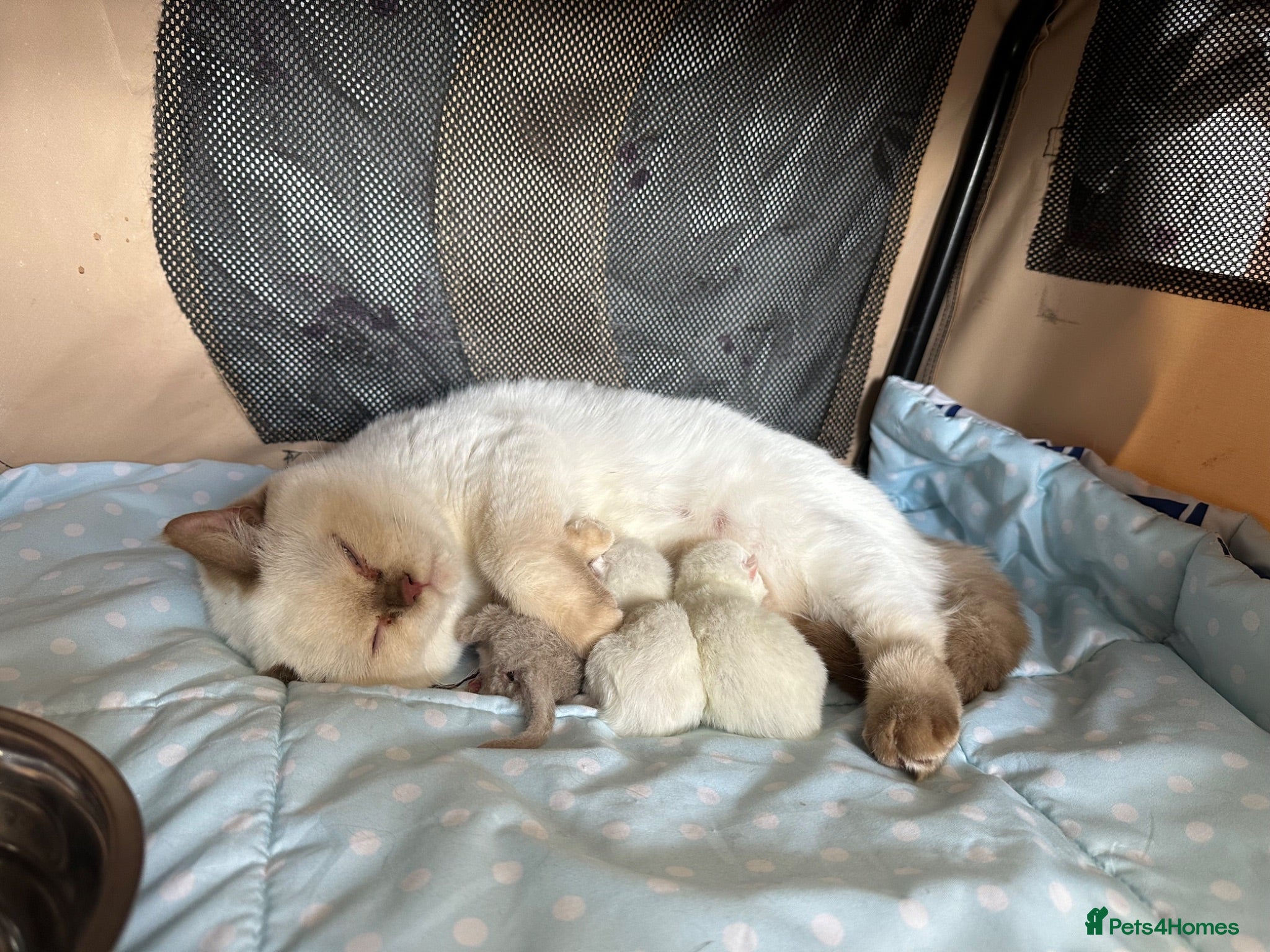 British Shorthair cats British shorthair rare colors  - Advert 1