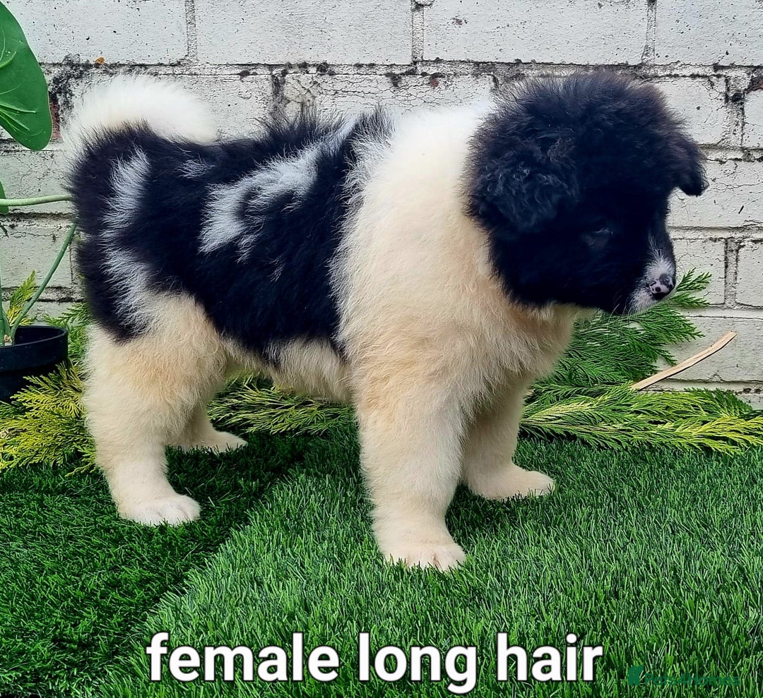 Akita dogs for sale: Akita pups READY in Sunderland - Image 5