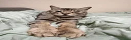 Bengal cats for sale: 3 year old bengal  in Salisbury - Advert 4