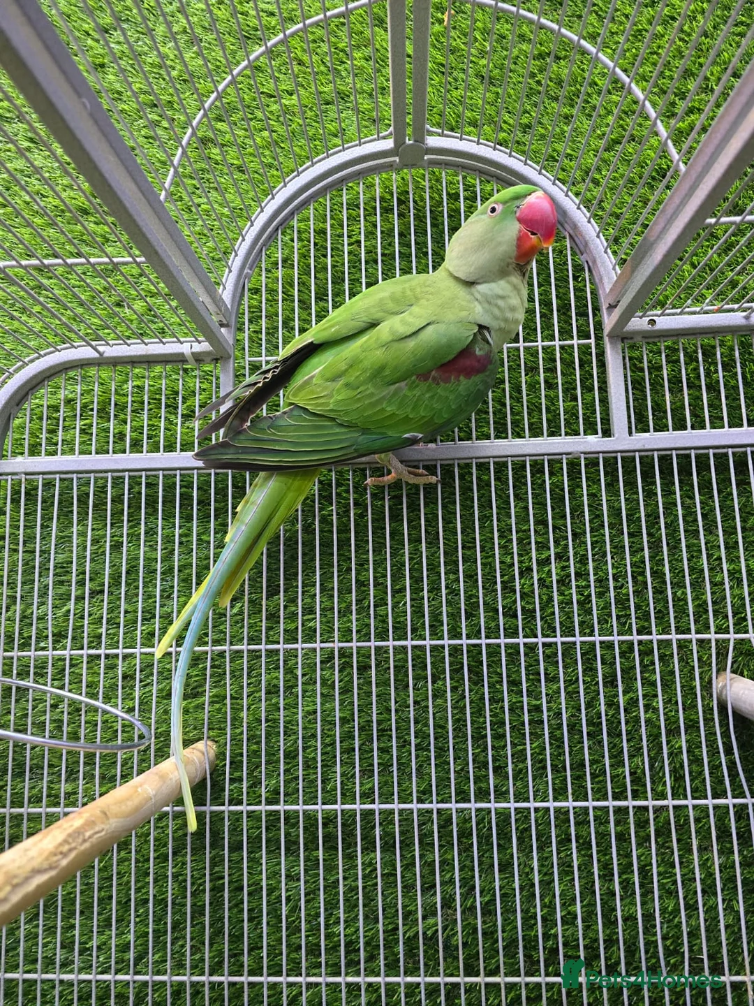 Conures birds for sale: Young Talking Parrots Available 4 to 5 Months Old - Advert 7
