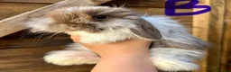 Mini Lop rabbits for sale: 💙🩷 Stunning Mini Lop Babies 🩷💙 - Advert 3