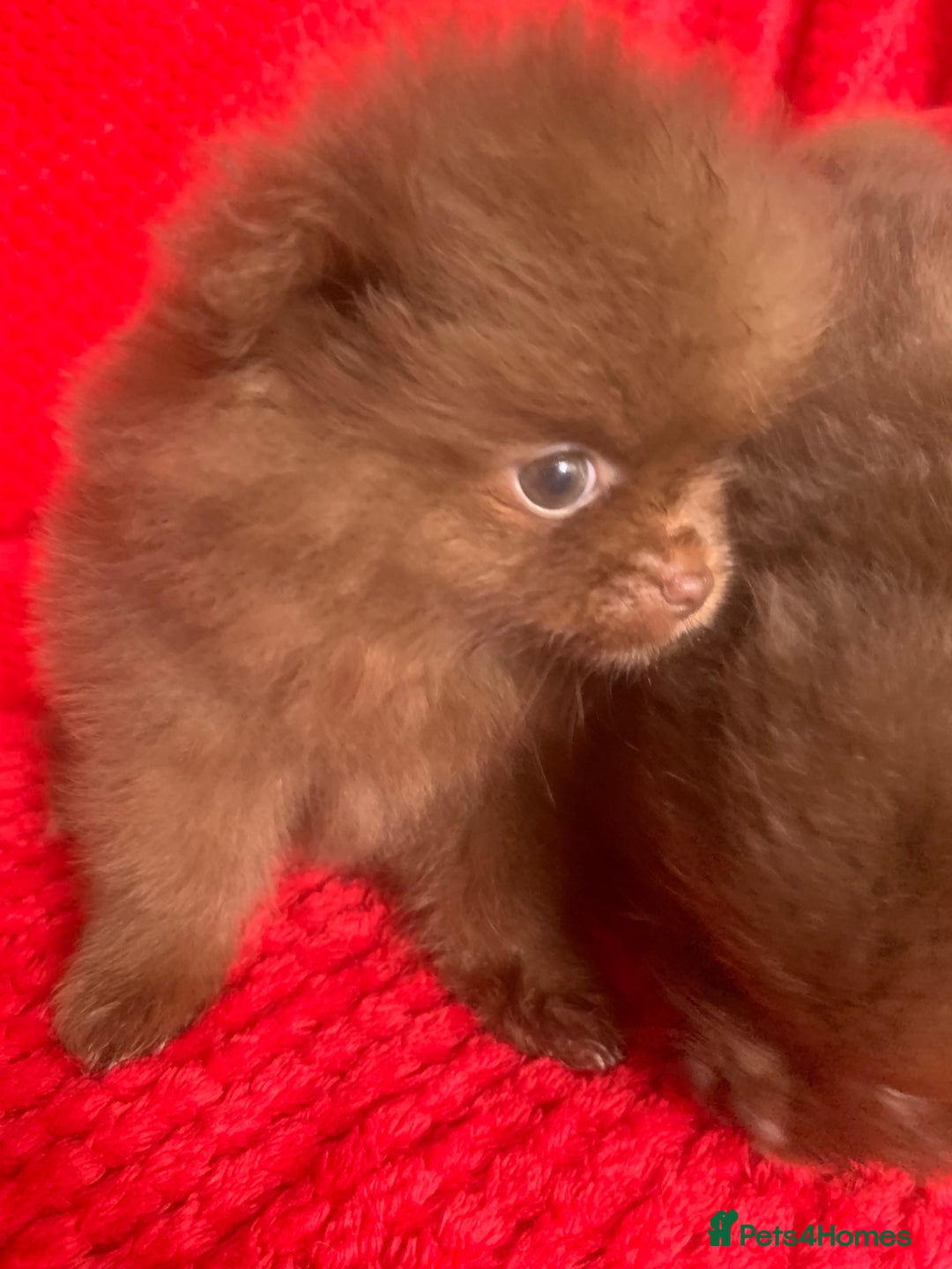 Pomeranian dogs for sale: 3 CHOCOLATE BROWN BEAR POMERANIAN PUPPY’S - Image 16