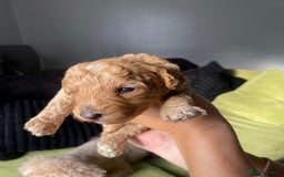 Poochon dogs for sale: 🐶🐾 4 STUNNING POOCHON PUPS 🐾🐶 - Image 10
