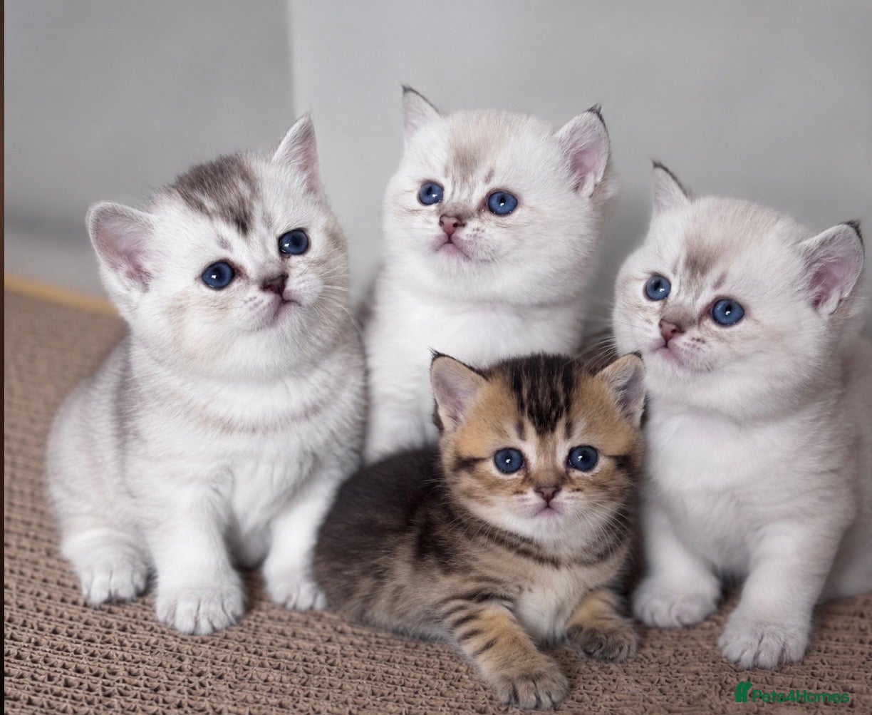 Scottish Fold cats Ready 📣💎 Beautiful Scottish Fold Girls 😻 - Advert 17