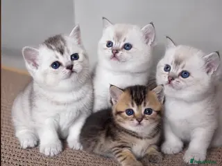 Scottish Fold cats Ready 📣💎 Beautiful Scottish Fold Girls 😻 - Advert 17