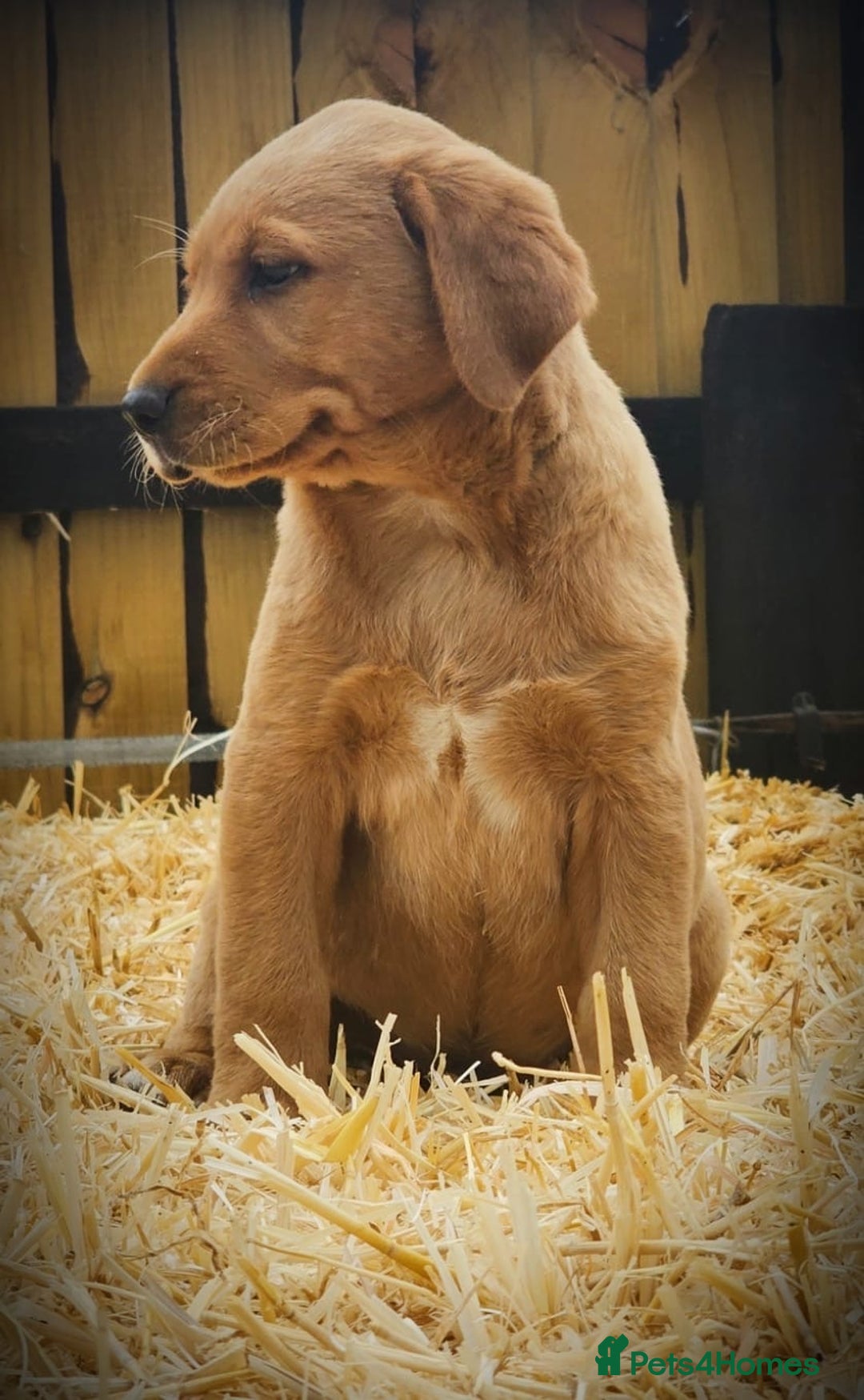 Labrador Retriever dogs for sale: Lovely litter of fox red and black Labrador pups - Image 3