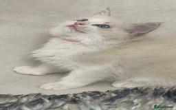 Ragdoll cats for sale: Premium Ragdoll Kittens  Beautiful TICA Registered - Image 12