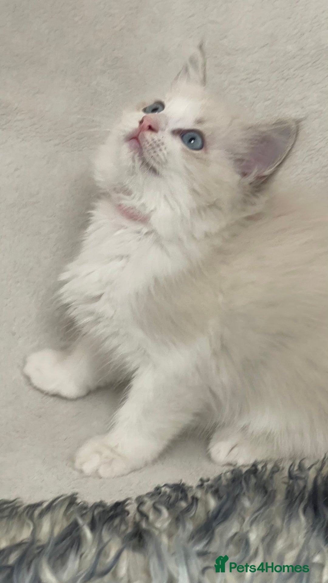 Ragdoll cats for sale: Premium Ragdoll Kittens  Beautiful TICA Registered - Image 12