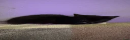 Mixed Breed cats for sale: Two Beautiful Black & White Girls - Jinx & Rue in Guildford - Advert 7