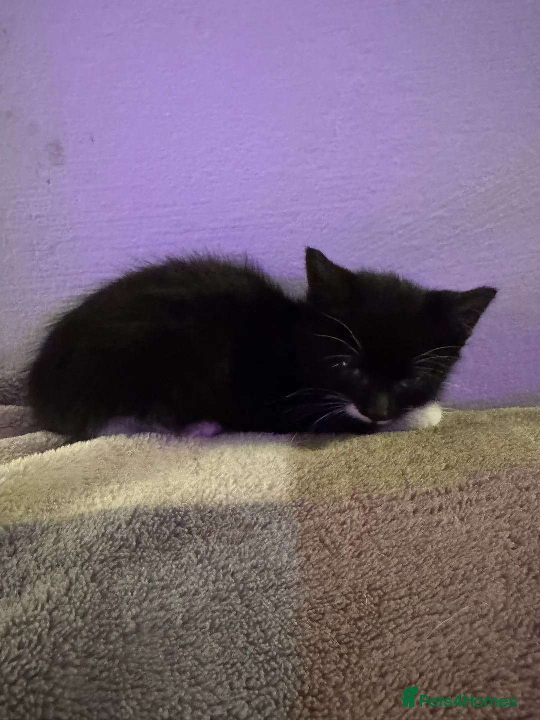 Mixed Breed cats for sale: Two Beautiful Black & White Girls - Jinx & Rue in Guildford - Advert 7