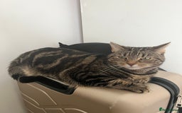 Domestic Shorthair cats for sale: Sweetest tabby available m - Image 7