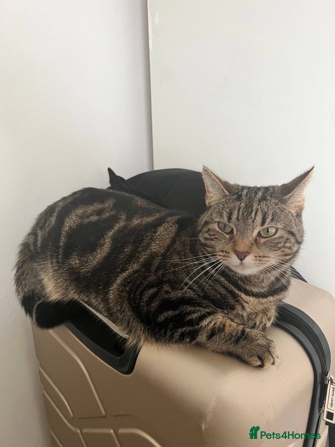 Domestic Shorthair cats for sale: Sweetest tabby available m - Image 7