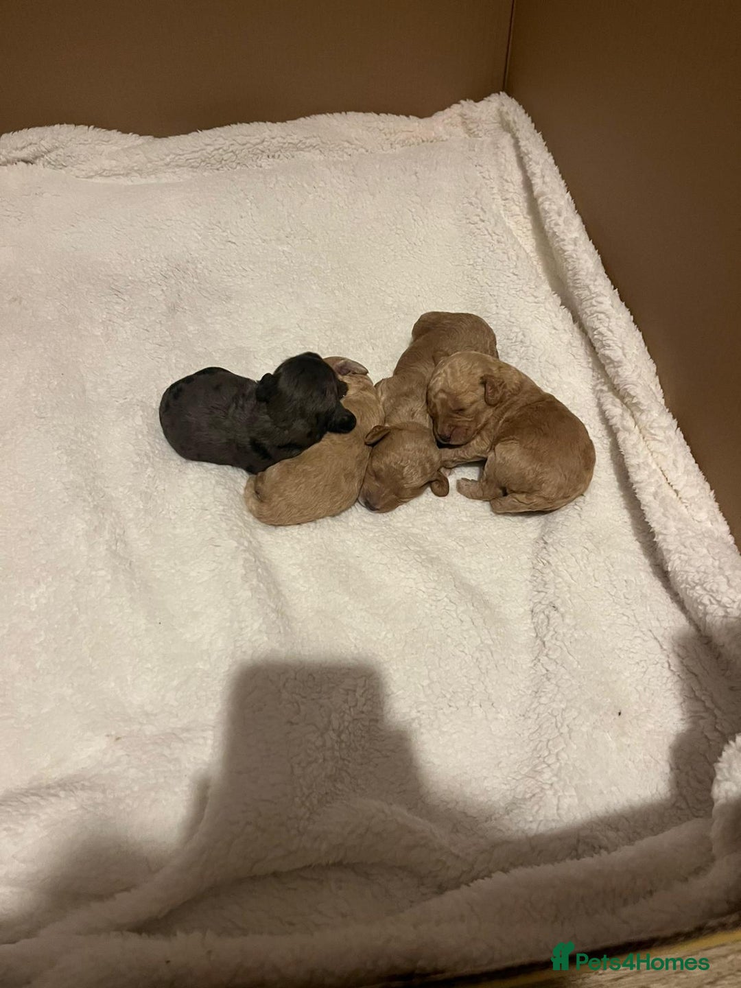 Cockapoo dogs for sale: F2 Cockapoos - Image 5