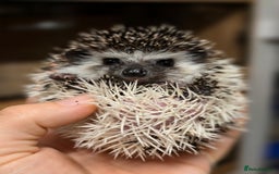 Pygmy Hedgehog rodents for sale: baby pygmy hedgehogs available  - Image 9