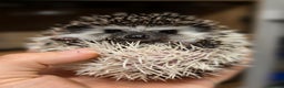 Pygmy Hedgehog rodents for sale: baby pygmy hedgehogs available LAST ONE  - Advert 9