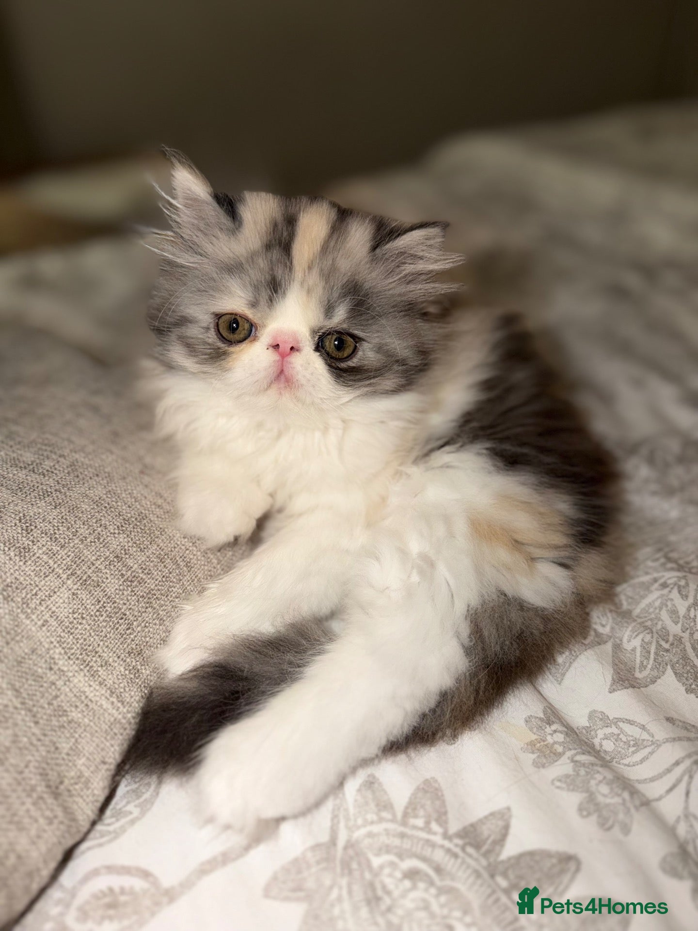 Exotic cats 2 x exotic shorthair kittens  - Advert 12