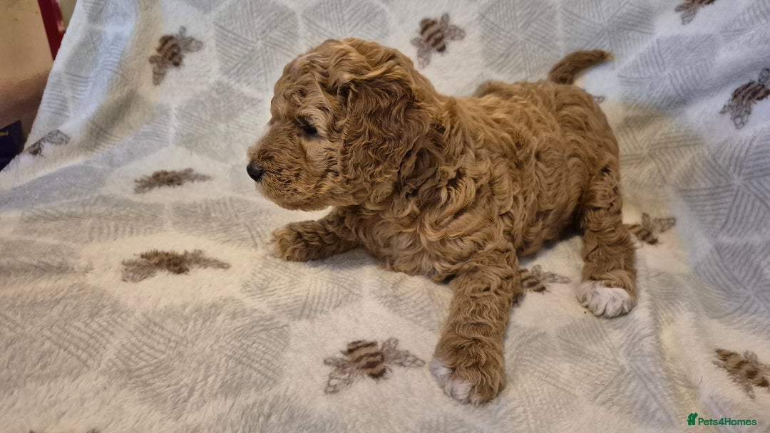 Australian Labradoodle dogs for sale: LAST ONE BOY - Australian Labradoodle Puppies  - Advert 31