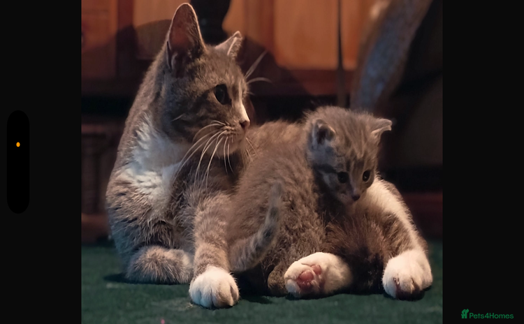 Mixed Breed cats Gorgeous little boy - Advert 10