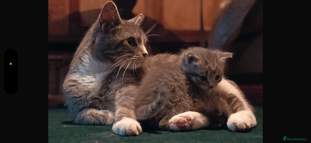 Mixed Breed cats for sale: Gorgeous little boy - Advert 1