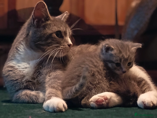 Mixed Breed cats Gorgeous little boy - Advert 2