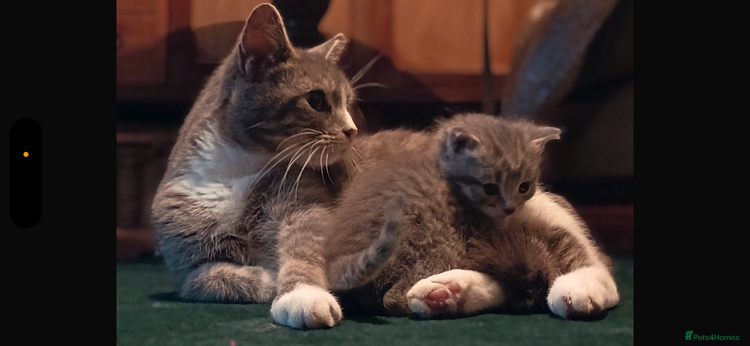 Mixed Breed cats Gorgeous little boy - Advert 4