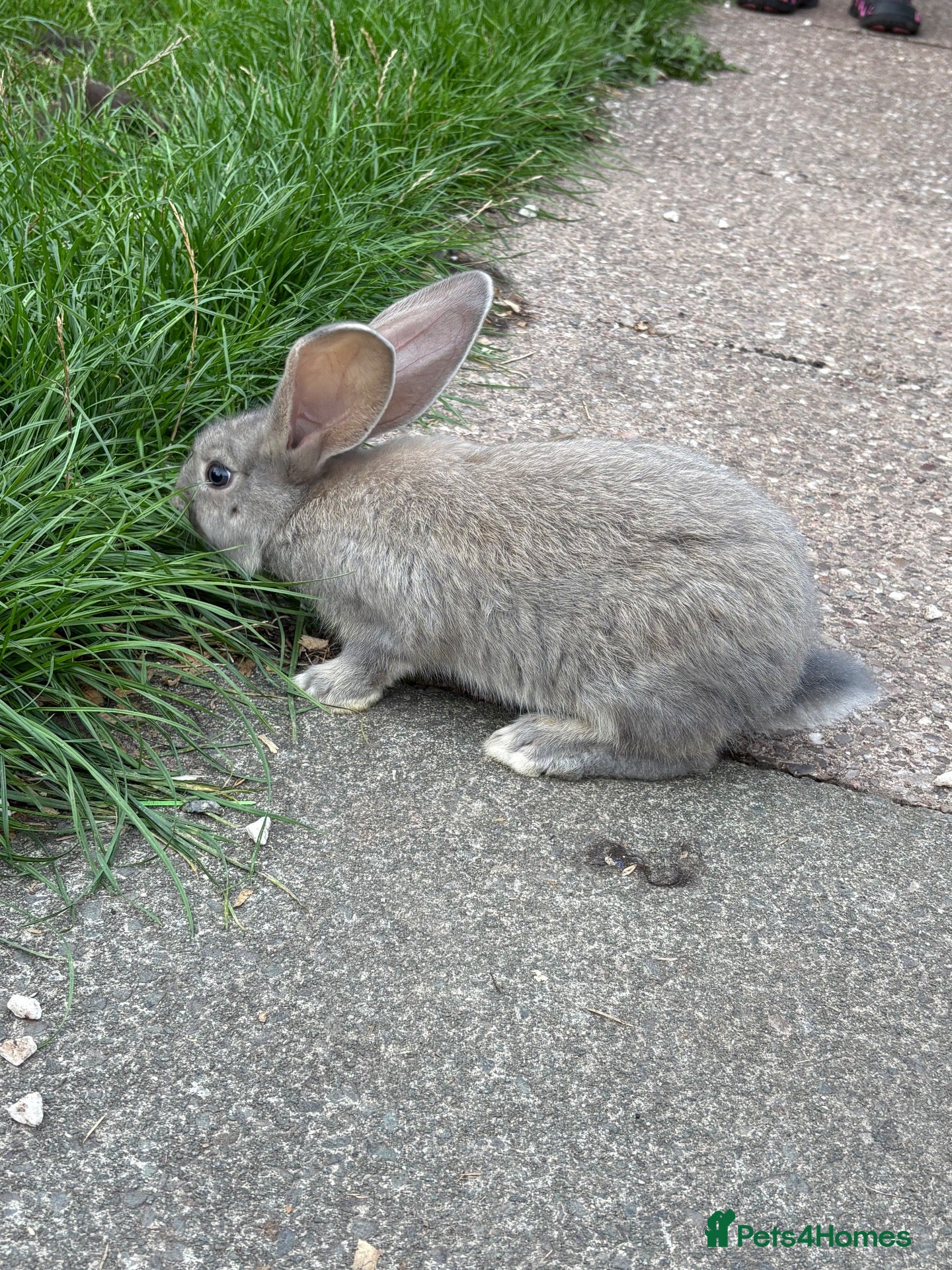 Continental Giant rabbits Giant continental babies for sale💗🩵 - Advert 1