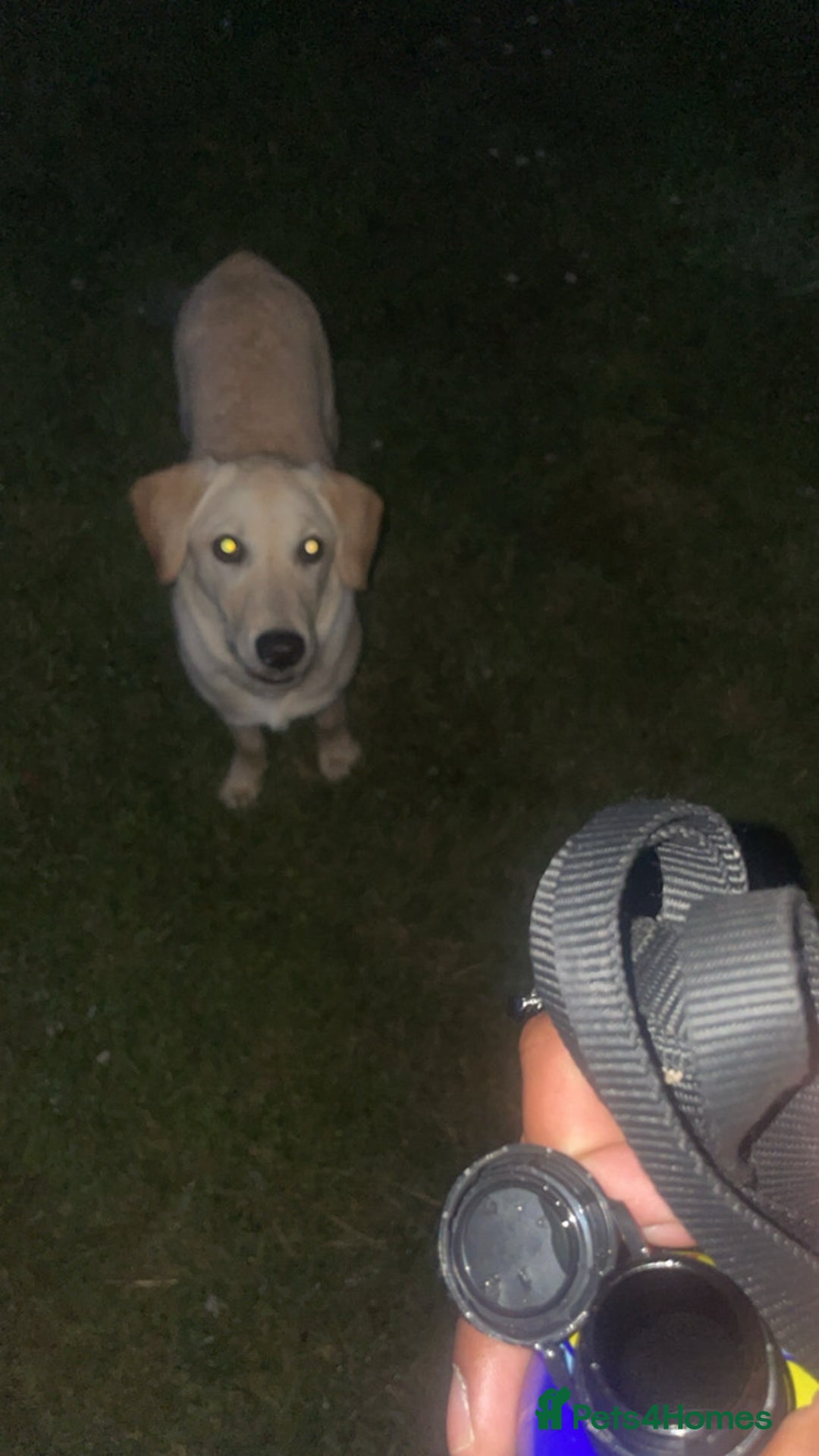 Labrador Retriever dogs for sale: 🐾 Rocky – 7 Month Old Labrador Puppy 🐾 - Image 6