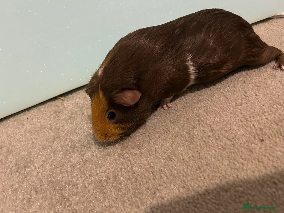 Guinea Pig rodents for sale: Female guinea pigs  - Advert 3