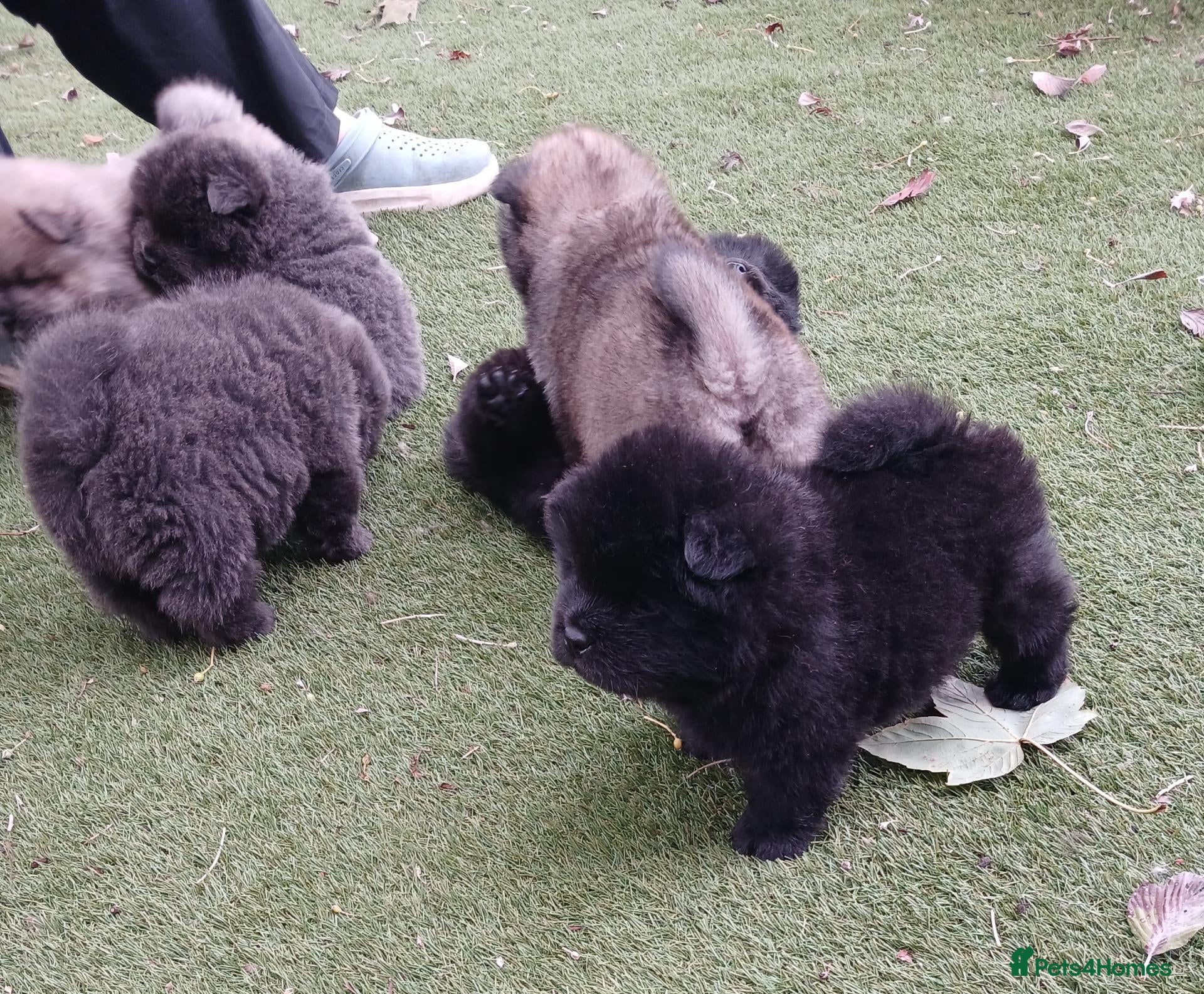 Chow Chow dogs Beautiful kc registered chow chow pups - Advert 5