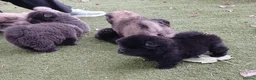 Chow Chow dogs for sale: Beautiful champion sired chow chow pups - Advert 12