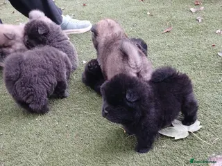 Chow Chow dogs Beautiful kc registered chow chow pups - Advert 5
