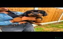 Tibetan Mastiff dogs for sale: 6 Tibetan Mastiff Puppies - Image 26
