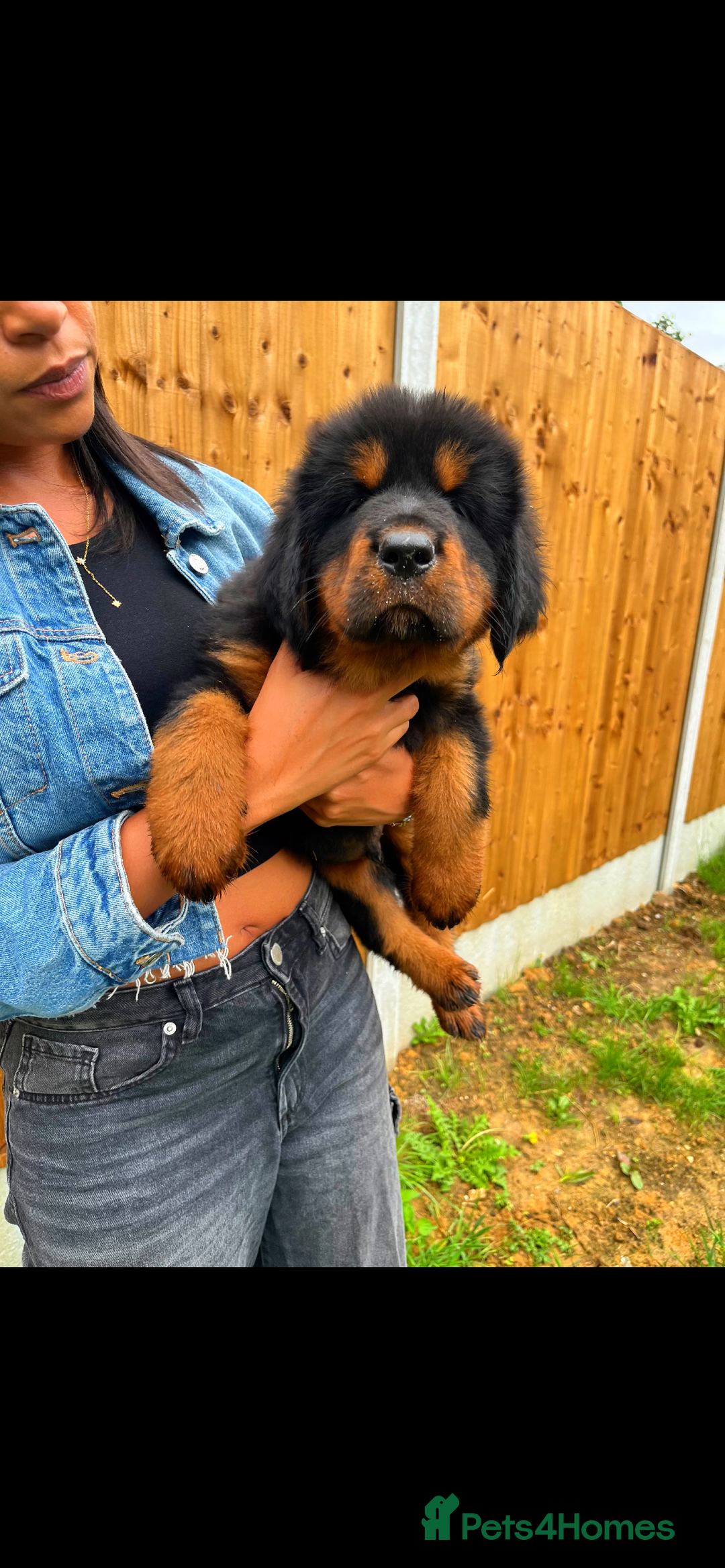 Tibetan Mastiff dogs for sale: 6 Tibetan Mastiff Puppies - Image 26