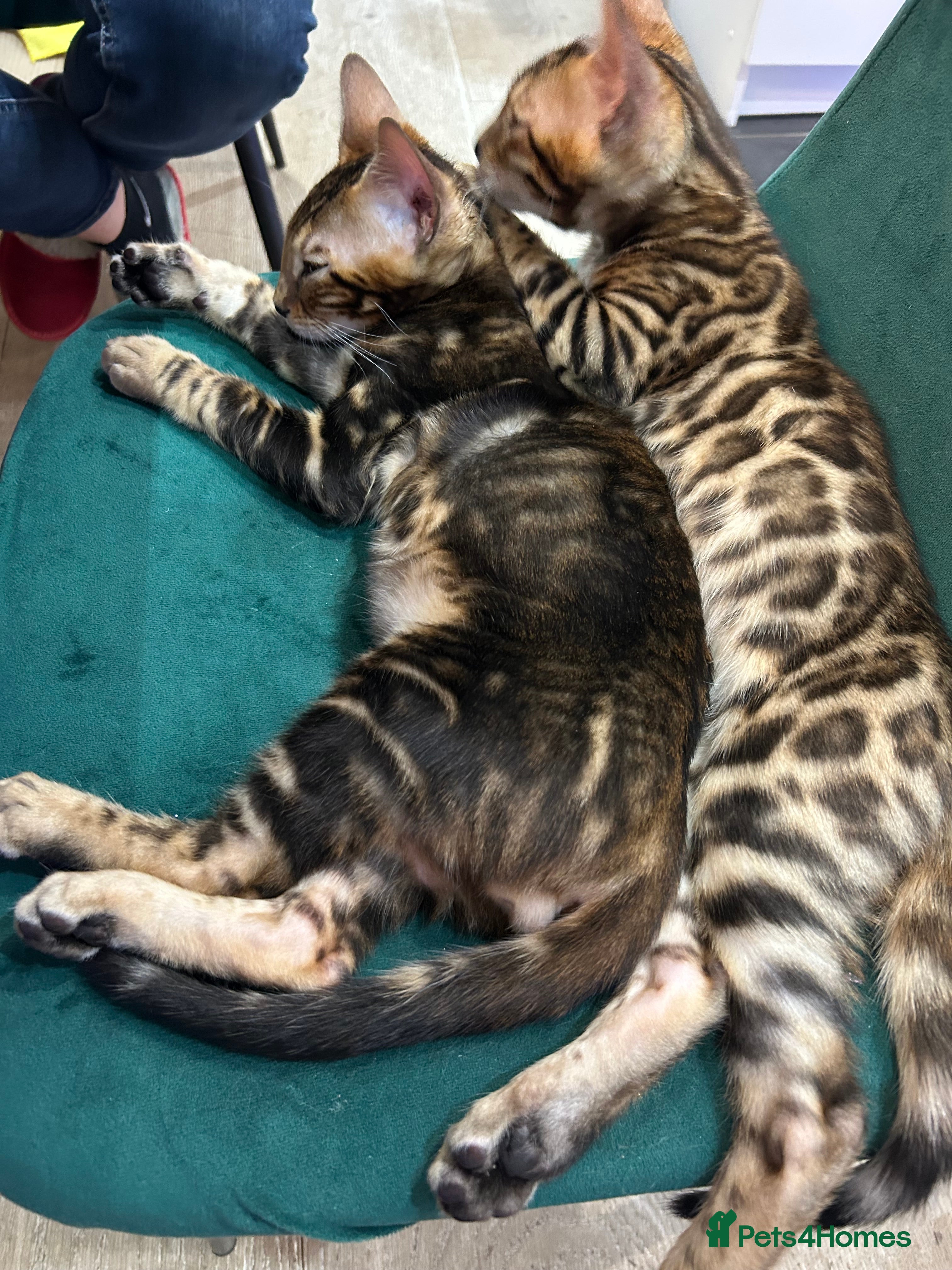 Bengal cats Champion bloodline Bengal kittens - Advert 10