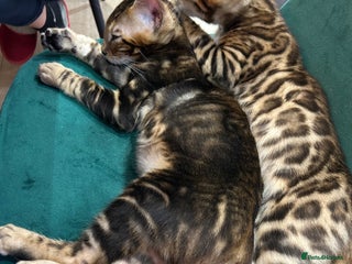 Bengal cats Champion bloodline Bengal kittens - Advert 10