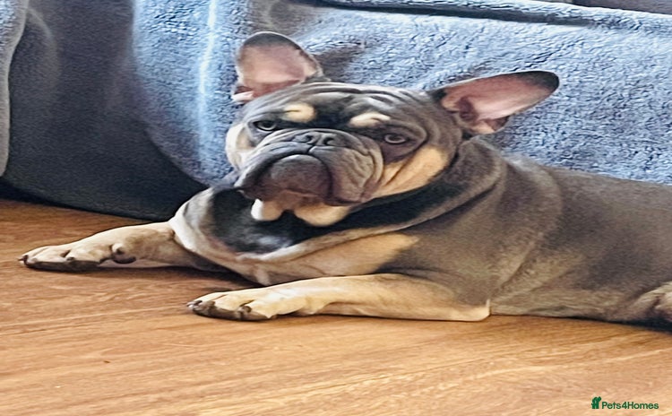 French Bulldog dogs - Advert 5