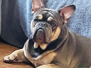 French Bulldog dogs - Advert 27