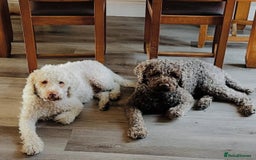 Lagotto Romagnolo dogs for sale: Authentic Lagotto Romagnolo Puppies for Sale KC  - Image 10