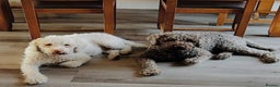 Lagotto Romagnolo dogs for sale: Authentic Lagotto Romagnolo Puppies for Sale KC  - Advert 5