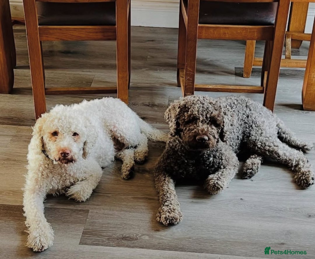 Lagotto Romagnolo dogs for sale: Authentic Lagotto Romagnolo Puppies for Sale KC  - Image 10