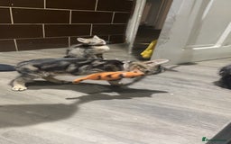 Mixed Breed cats for sale: 4 stunning tabby kittens - Image 20