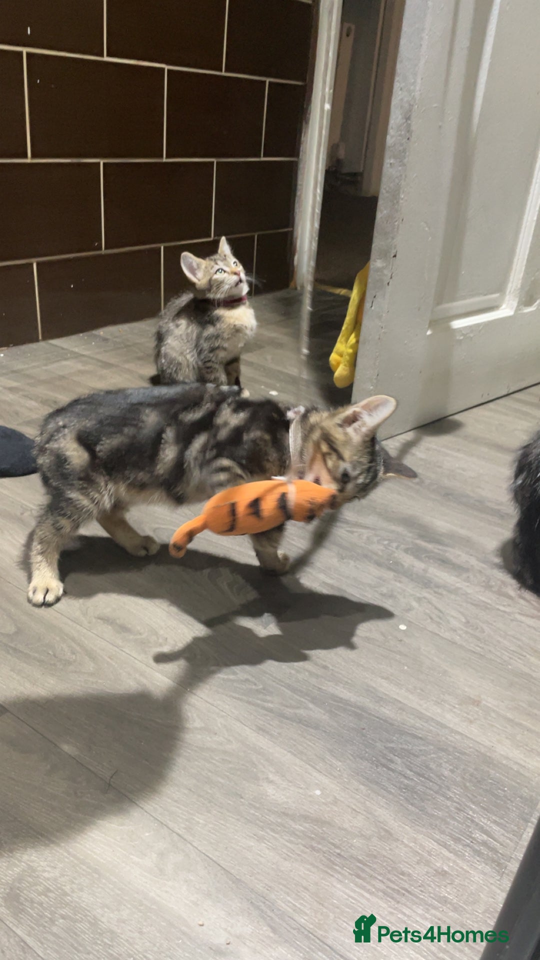 Mixed Breed cats for sale: 4 stunning tabby kittens - Image 20