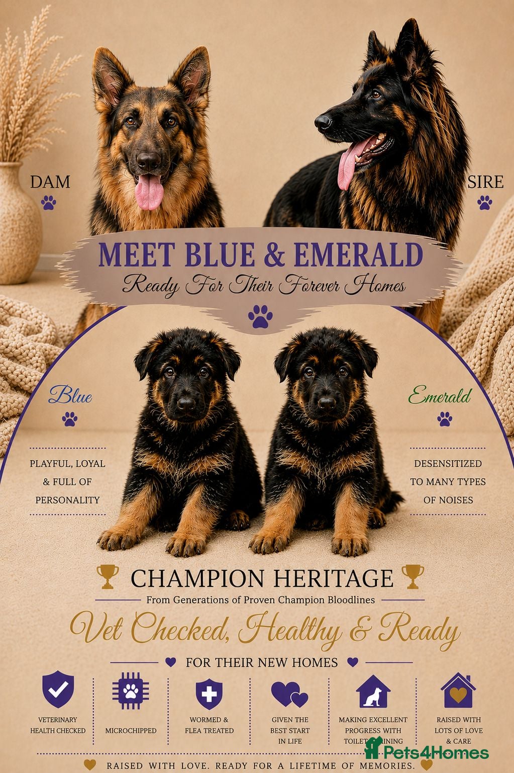 German Shepherd dogs 2 healthy straight back KC registered male GSP's  - Advert 1