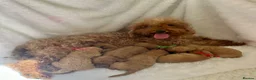 Cavapoo dogs for sale: Top quality, health tested F1b Cavapoo babies - Advert 1
