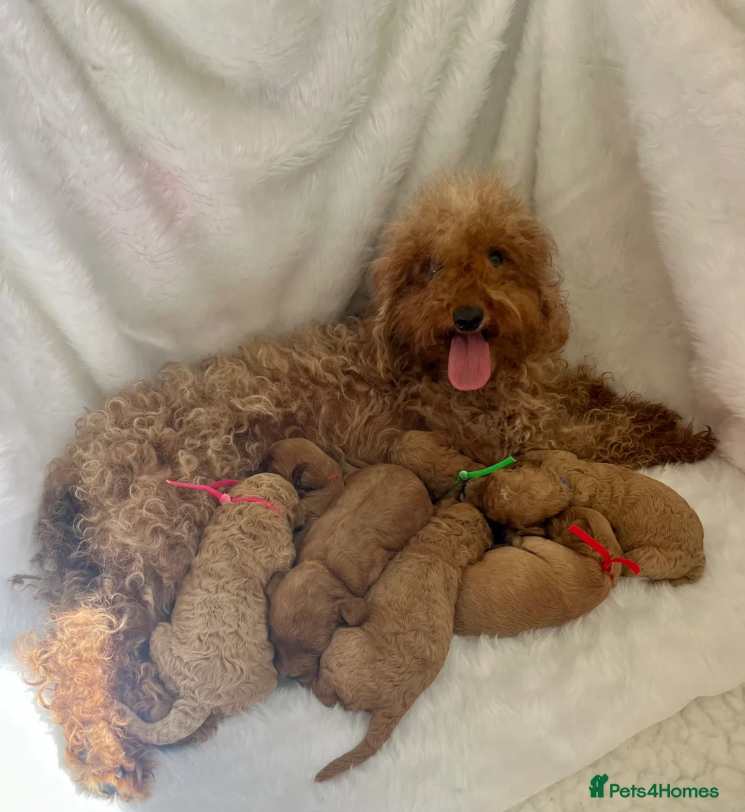 Cavapoo dogs for sale: Top quality, health tested F1b Cavapoo babies - Advert 1